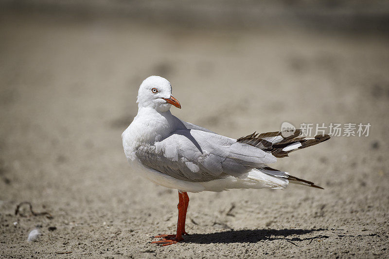 银鸥(学名:Chroicocephalus novaehollandae)